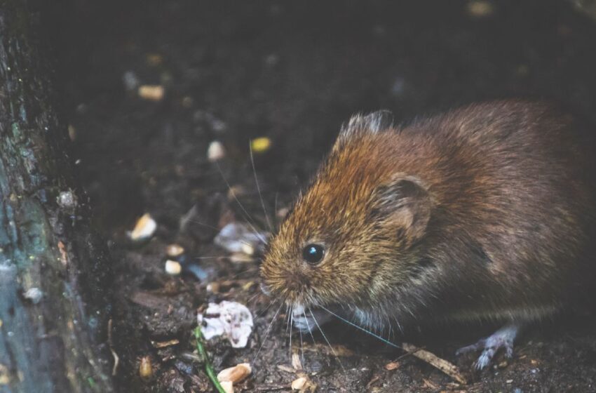  Efektyvios priemonės pelių ir žiurkių naikinimui namuose: ką rekomenduoja ekspertai?