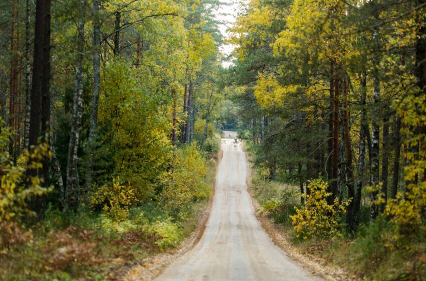  Miškininko dienos proga kviečia į nemokamus renginius