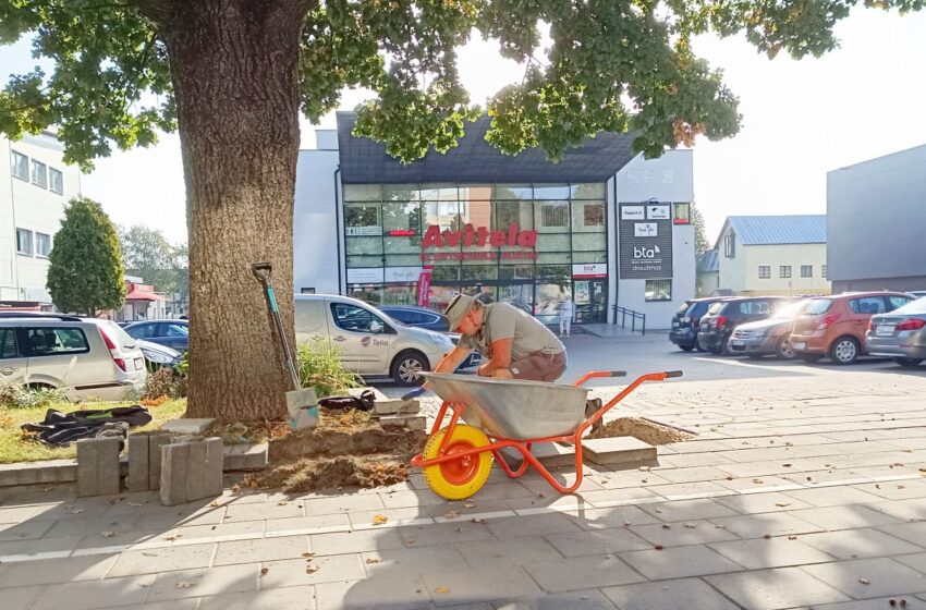  Prieš žiemą tvarko šaligatvių plyteles